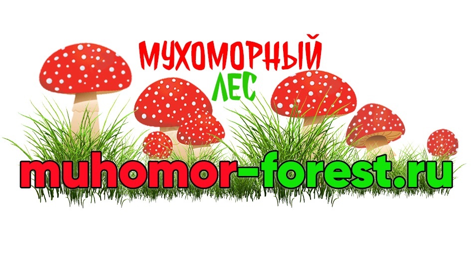 Микродозинг Мухоморов Цена Спб